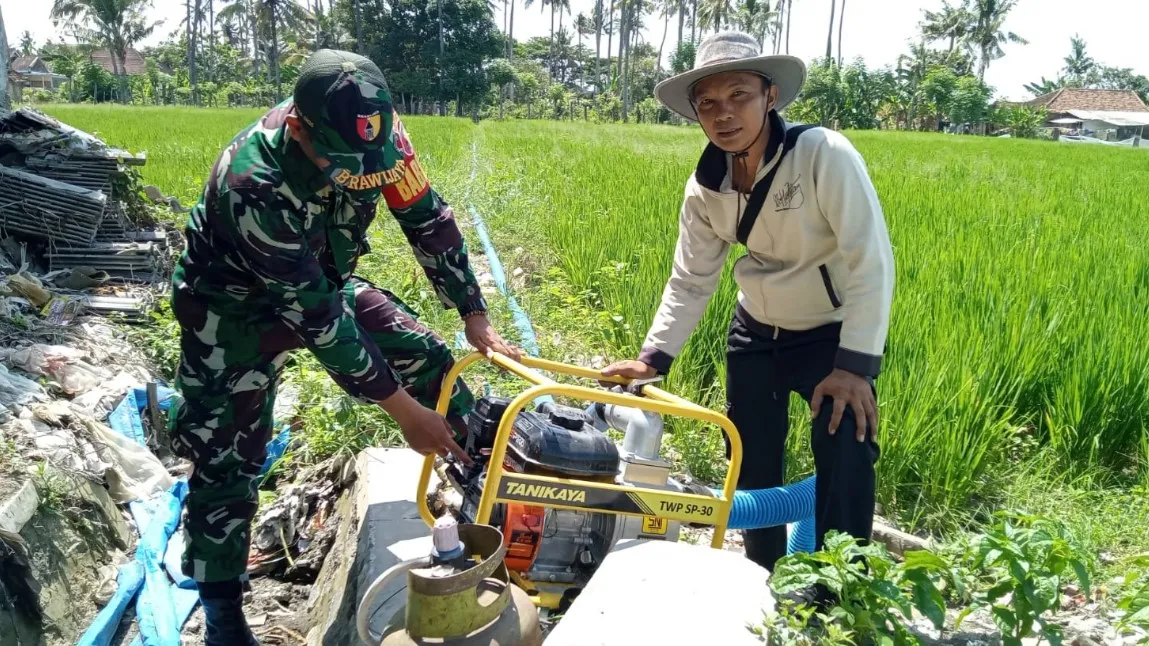 Sukseskan Program Pompanisasi Kementan, Babinsa Koramil 0825/01 Banyuwangi Dikerahkan Dampingi Petani