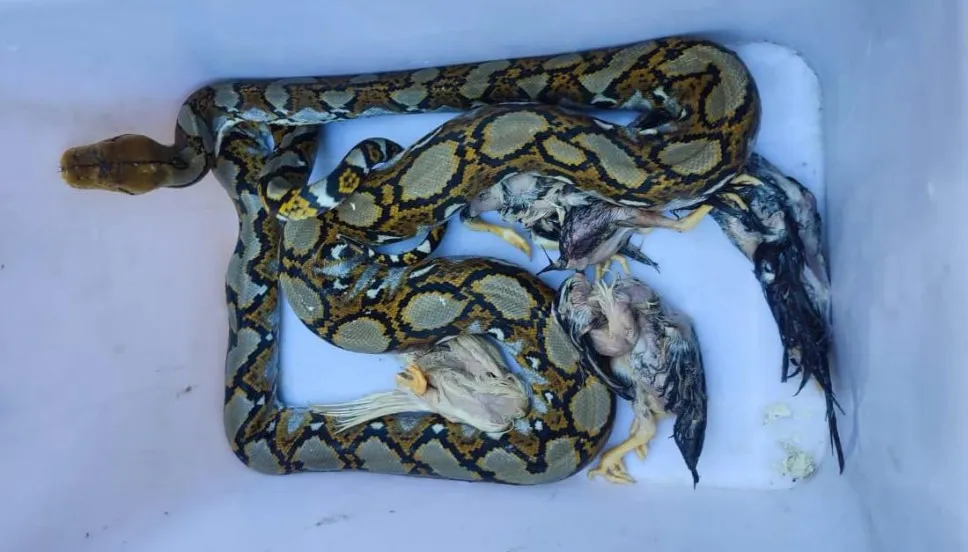 Latih Tanding Ketiga, Persewangi Optimalkan Rotasi Pemain Persiapkan Jelang Liga Nasional