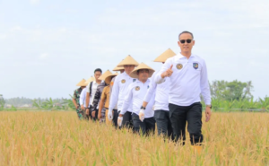 Panen Raya di SAE Lapas Banyuwangi, Dukung Ketahanan Pangan Nasional