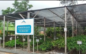 Reklamasi Tambang Emas Tumpangpitu, Banyuwangi: 55 Jenis Tanaman Jadi Kunci Penghijauan Berkelanjutan