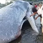 Paus Raksasa 15 Meter Terdampar di Jembrana, Sempat Bergerak lalu Mati